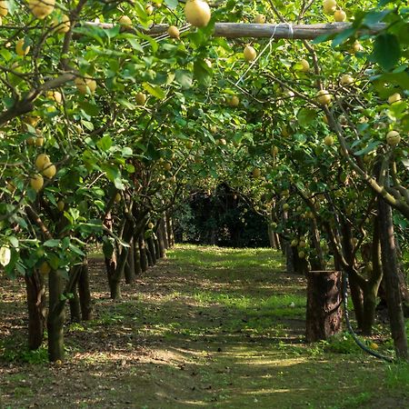הוילה פיאנו די סורנטו Giardino Di Nonno Lucio - Surrounded By Lemon Tree מראה חיצוני תמונה