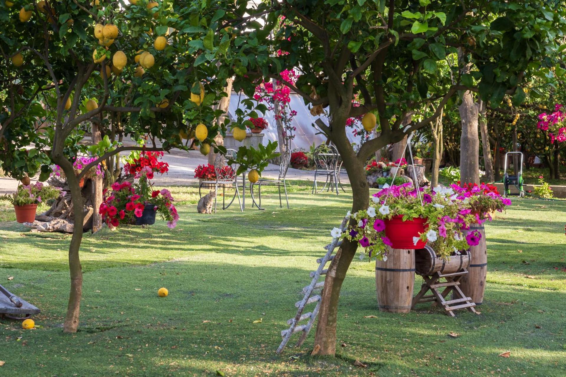 הוילה פיאנו די סורנטו Giardino Di Nonno Lucio - Surrounded By Lemon Tree מראה חיצוני תמונה
