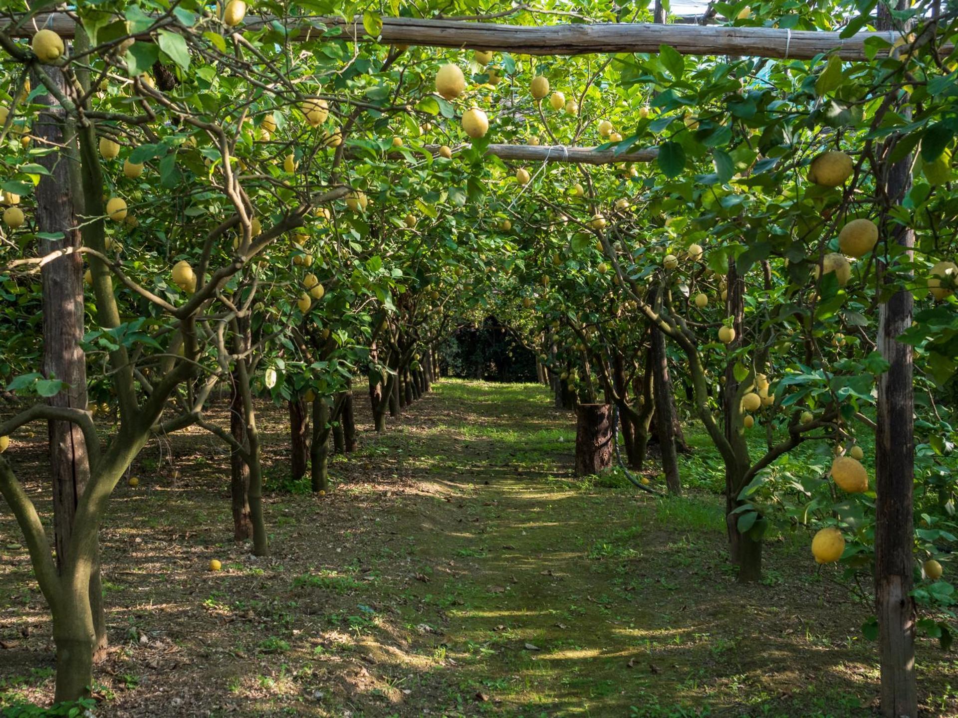 הוילה פיאנו די סורנטו Giardino Di Nonno Lucio - Surrounded By Lemon Tree מראה חיצוני תמונה